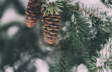 snow on a tree