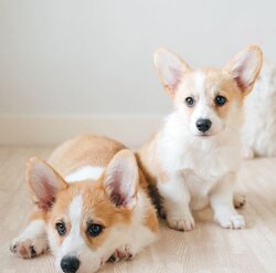 corgi